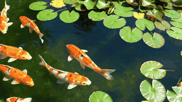 A koi pond clip converted into an animated GIF that loops without a cut