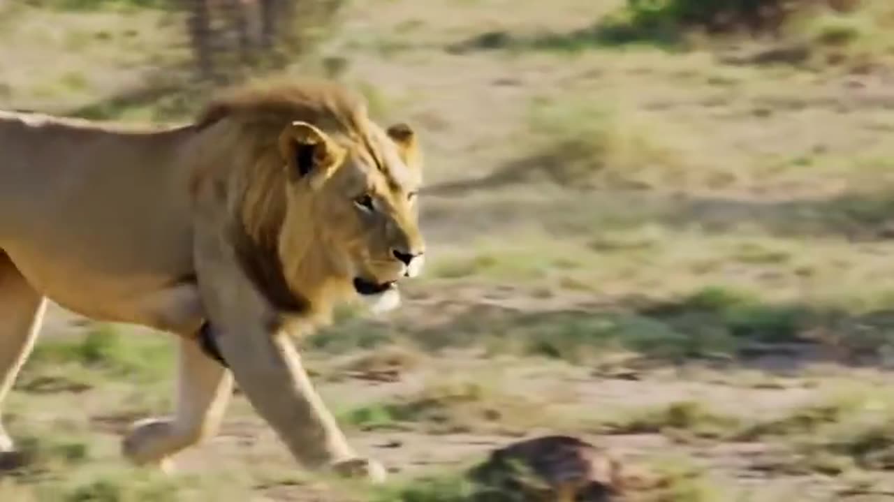 Luma AI video: a lion walking through the African savanna